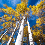 Fall Into a New BD Relationship
